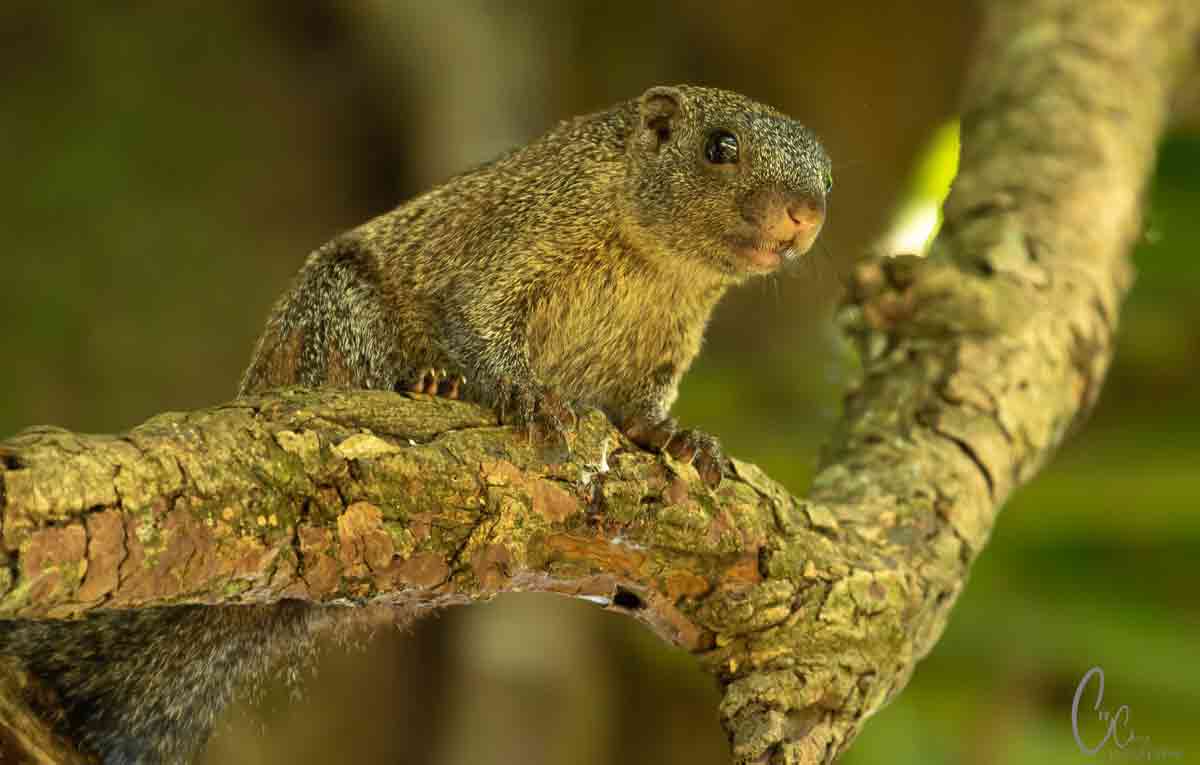 Zimbabwe Vumba Mountains
